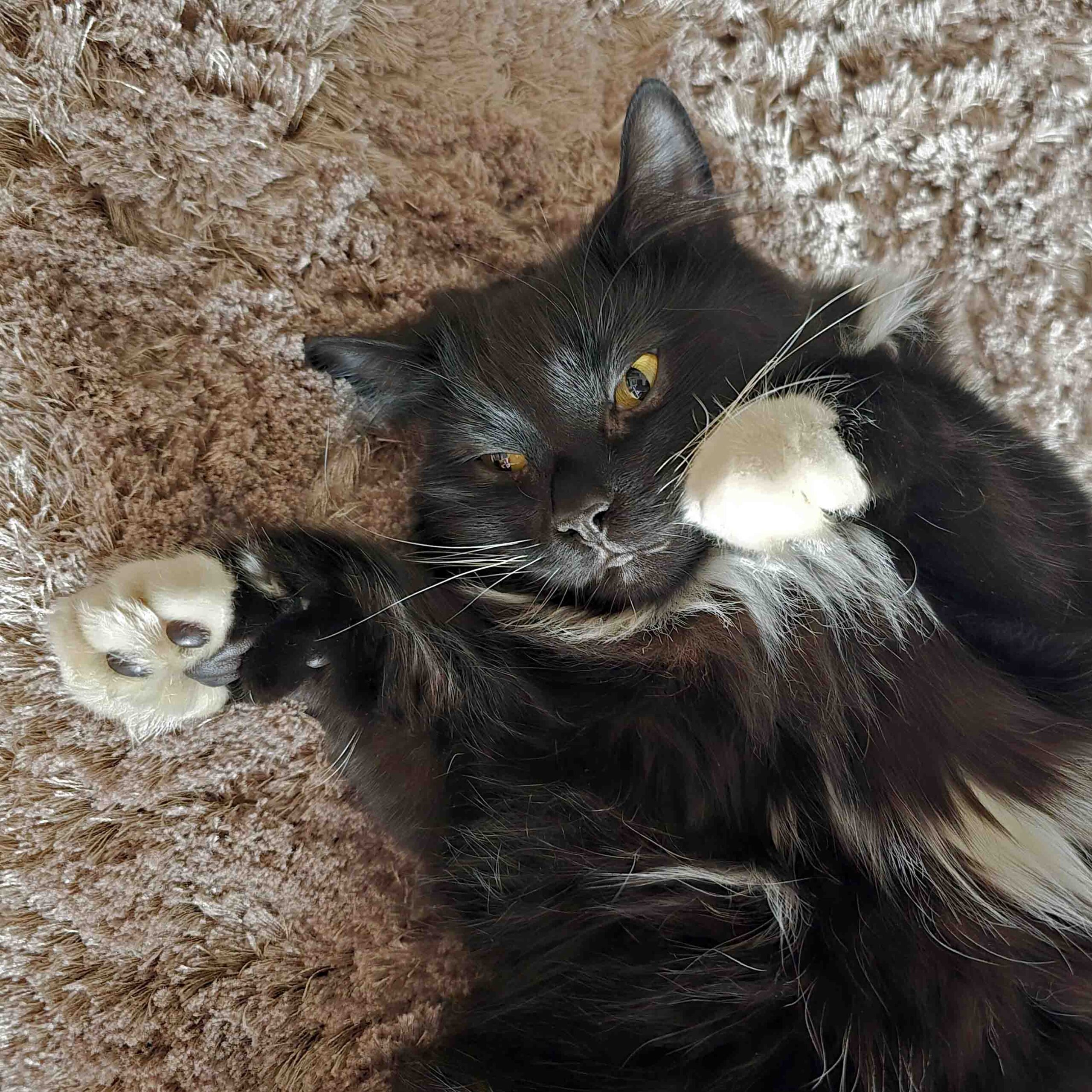 Jess lying on her back on a brown rug